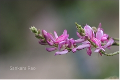 Indigofera cassioides